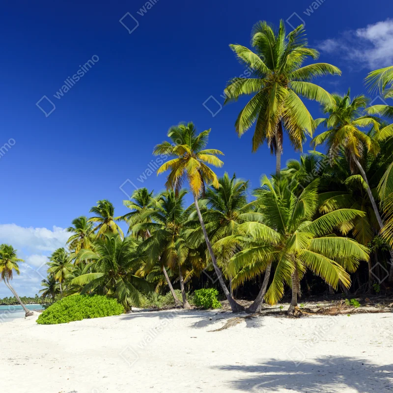 Naklejka na okno spokojna Punta Cana tropikalna plaża Naklejka na okno spokojna Punta Cana tropikalna plaża
