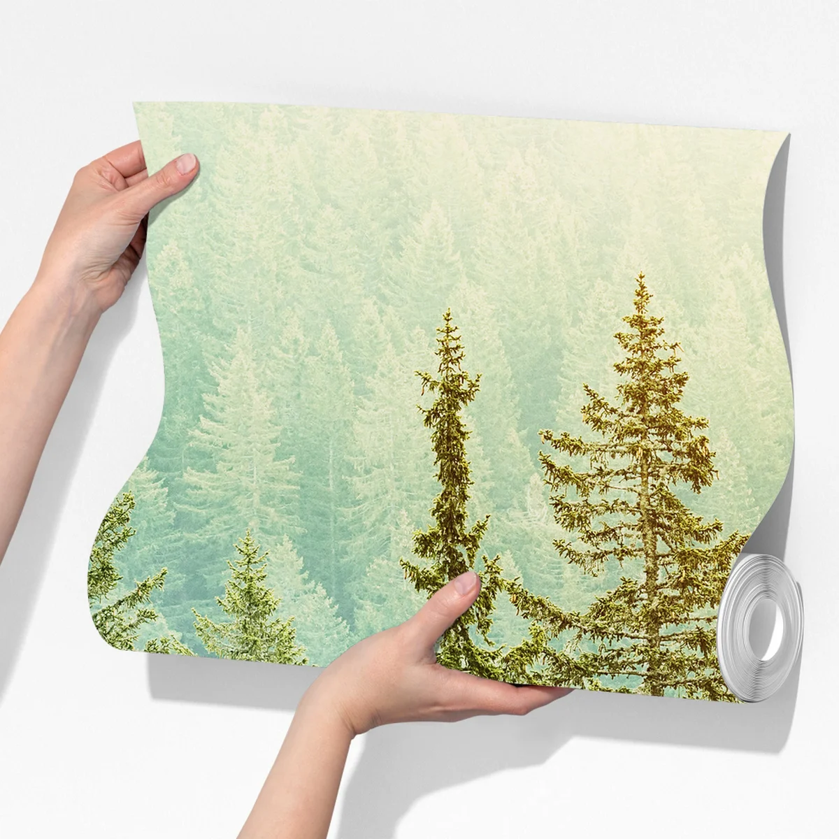 Fototapeta słoneczny las iglasty Fototapeta słoneczny las iglasty