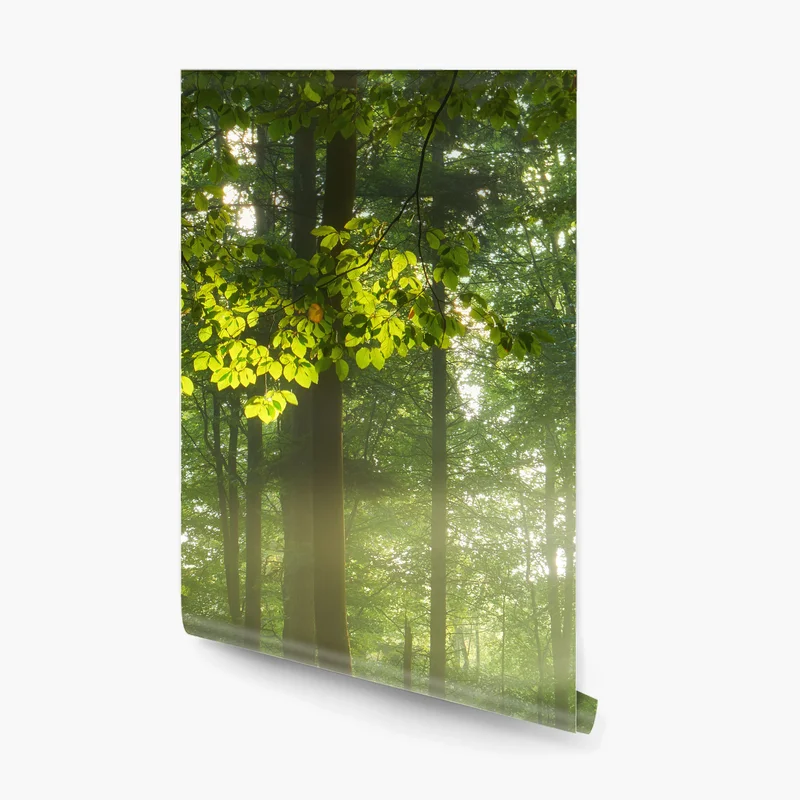 Fototapeta poranne światło w lesie Fototapeta poranne światło w lesie