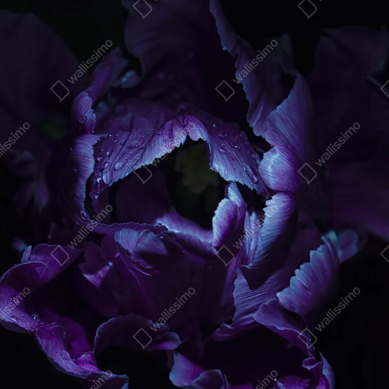 Laptop-Aufkleber lila tulpe im ultravioletten licht Laptop-Aufkleber lila tulpe im ultravioletten licht