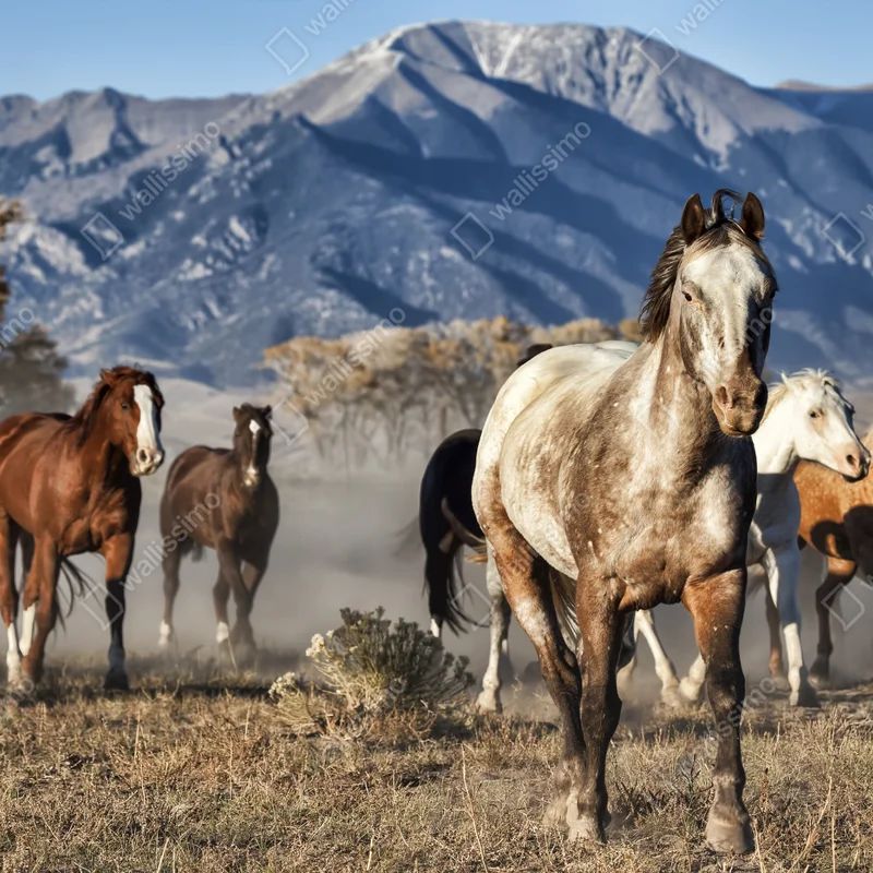 Repositionierbarer Aufkleber wilde pferde galoppieren auf gebirgswiese Repositionierbarer Aufkleber wilde pferde galoppieren auf gebirgswiese