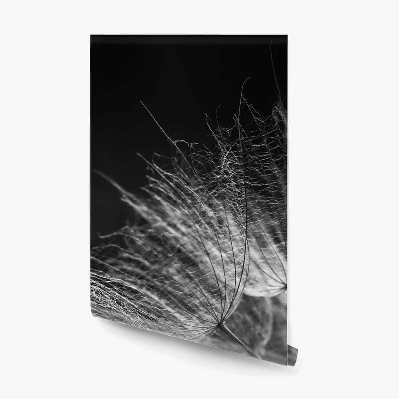 Fototapeta delikatny puch dmuchawca w monochromie Fototapeta delikatny puch dmuchawca w monochromie