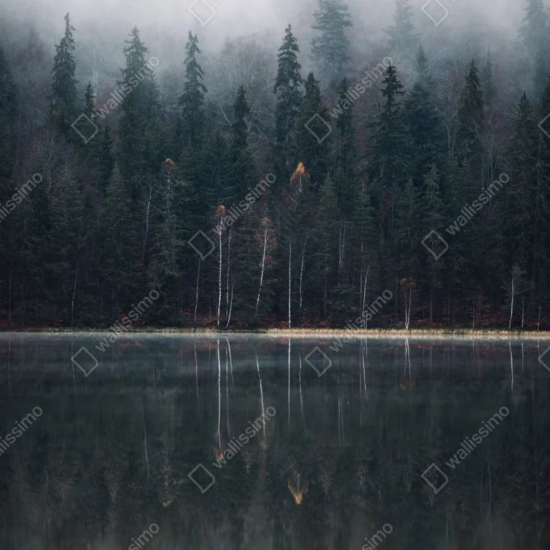 Naklejka na okno mglista refleksja w lesie Naklejka na okno mglista refleksja w lesie