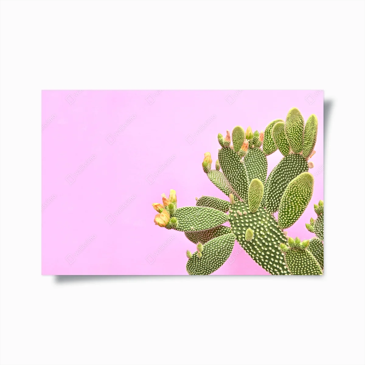 Poster pastellkaktus vor rosa hintergrund • Poster bei Wallnifity® Poster pastellkaktus vor rosa hintergrund • Poster bei Wallnifity®