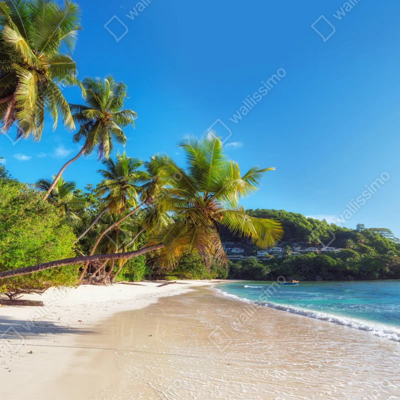 Fototapete tropischer palmstrand Fototapete tropischer palmstrand