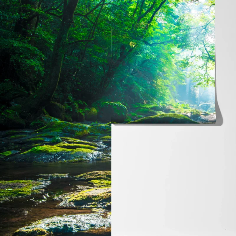 Fototapete sonnendurchfluteter waldbach mit moosbedeckten steinen Fototapete sonnendurchfluteter waldbach mit moosbedeckten steinen