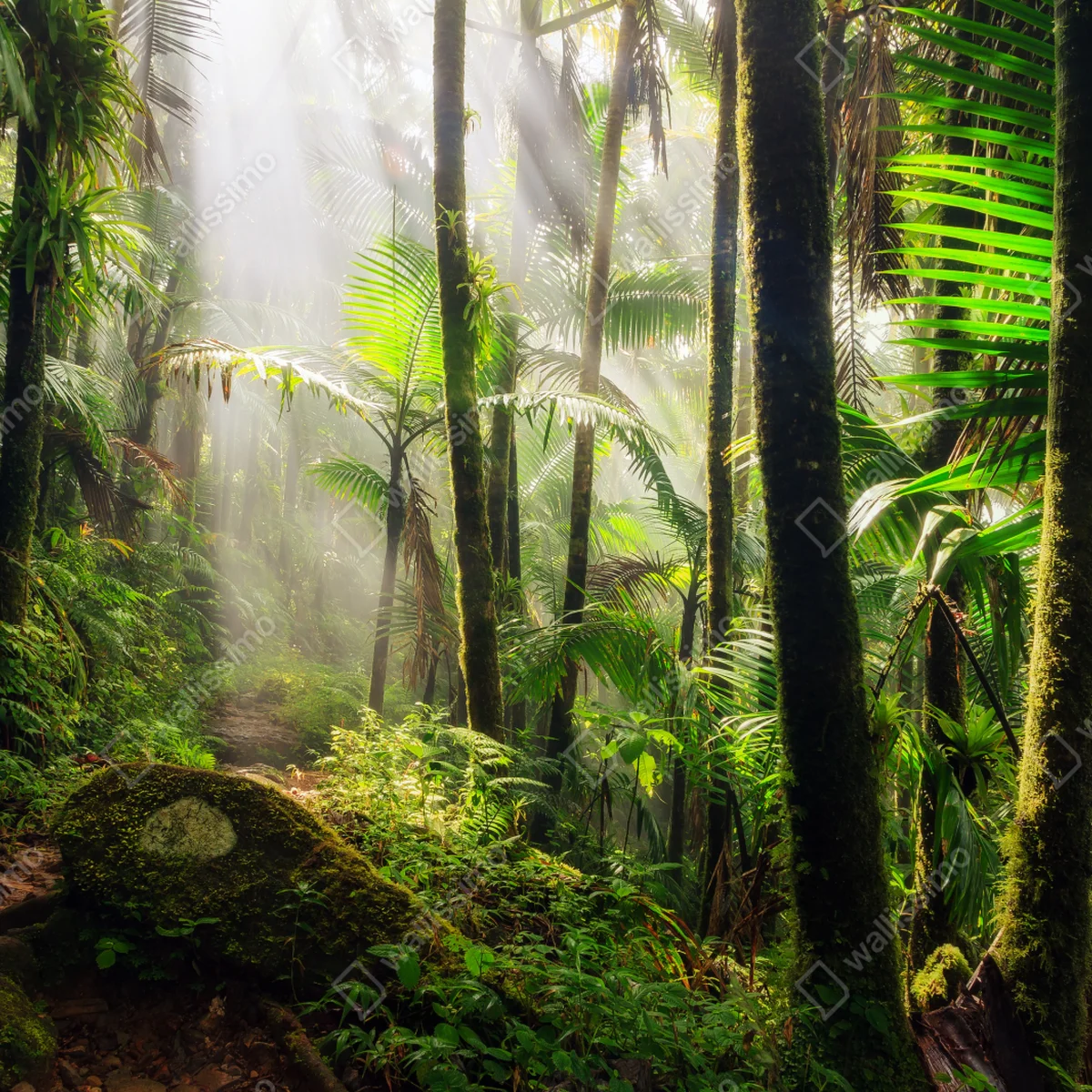 Fototapete tropischer regenwald mit sonnenstrahlen Fototapete tropischer regenwald mit sonnenstrahlen