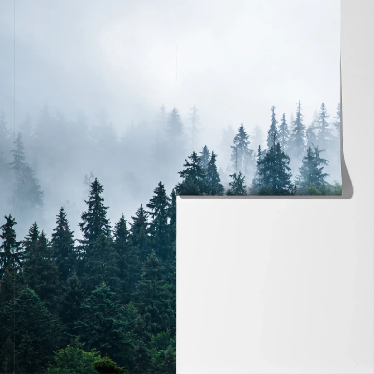 Fototapete nebliger nadelwald Fototapete nebliger nadelwald