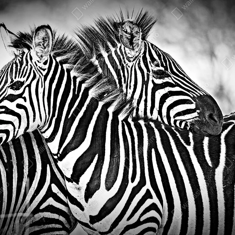 Fototapete intimes zebra-porträt in schwarzweiß Fototapete intimes zebra-porträt in schwarzweiß