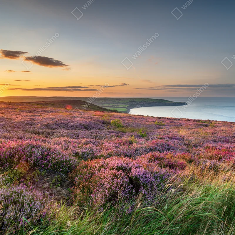 Fototapete sonnenuntergang über der heide auf den North York Moors Fototapete sonnenuntergang über der heide auf den North York Moors
