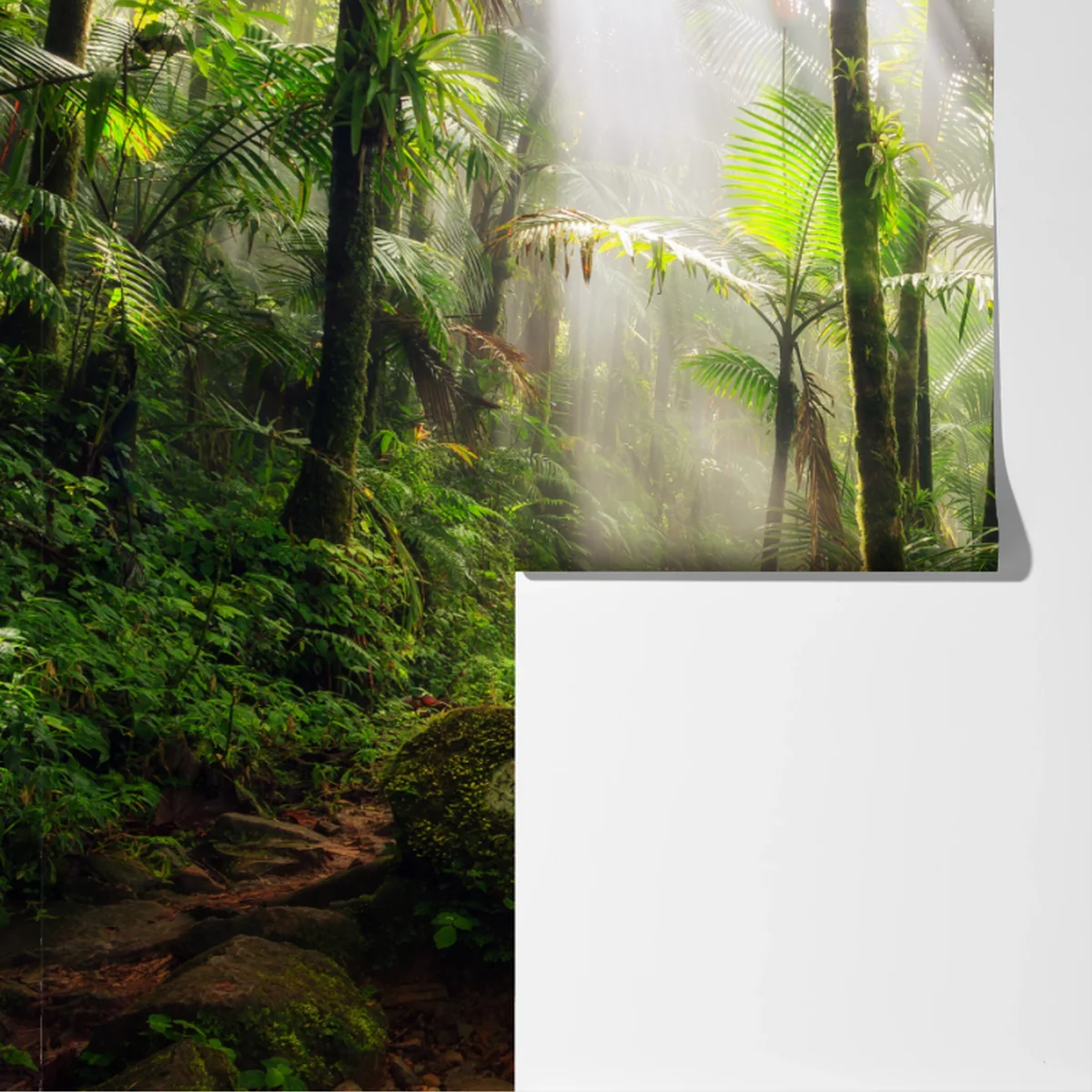 Fototapeta tropikalny las deszczowy z promieniami słońca Fototapeta tropikalny las deszczowy z promieniami słońca