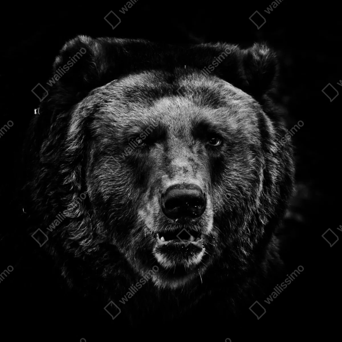 Repositionierbarer Aufkleber düsteres grizzly-porträt in monochrom Repositionierbarer Aufkleber düsteres grizzly-porträt in monochrom