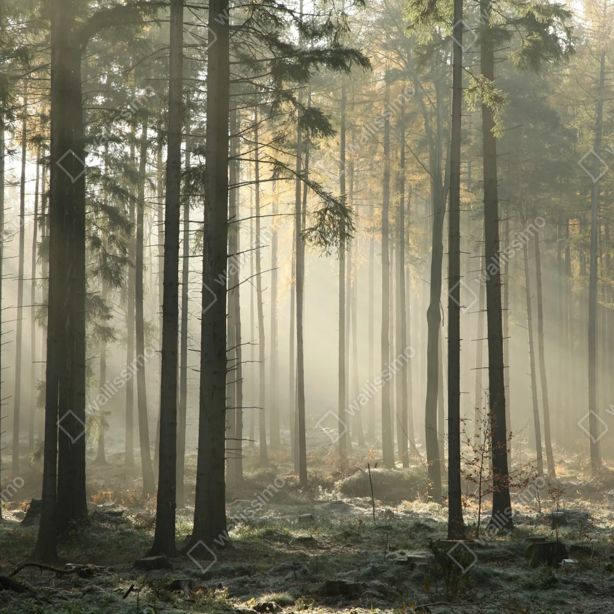 Leinwandbild nebliger morgenwald mit sonnenstrahlen Leinwandbild nebliger morgenwald mit sonnenstrahlen