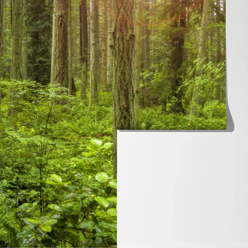 Fototapete friedlicher waldpfad Fototapete friedlicher waldpfad