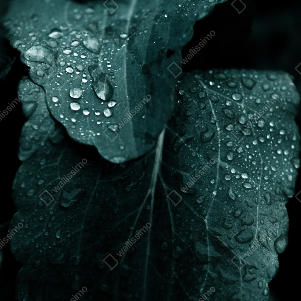 Fensteraufkleber tautropfen auf blättern Fensteraufkleber tautropfen auf blättern