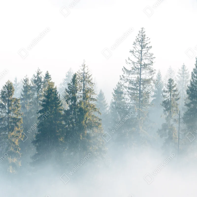 Repositionierbarer Aufkleber nebliger fichtenwald am morgen Repositionierbarer Aufkleber nebliger fichtenwald am morgen