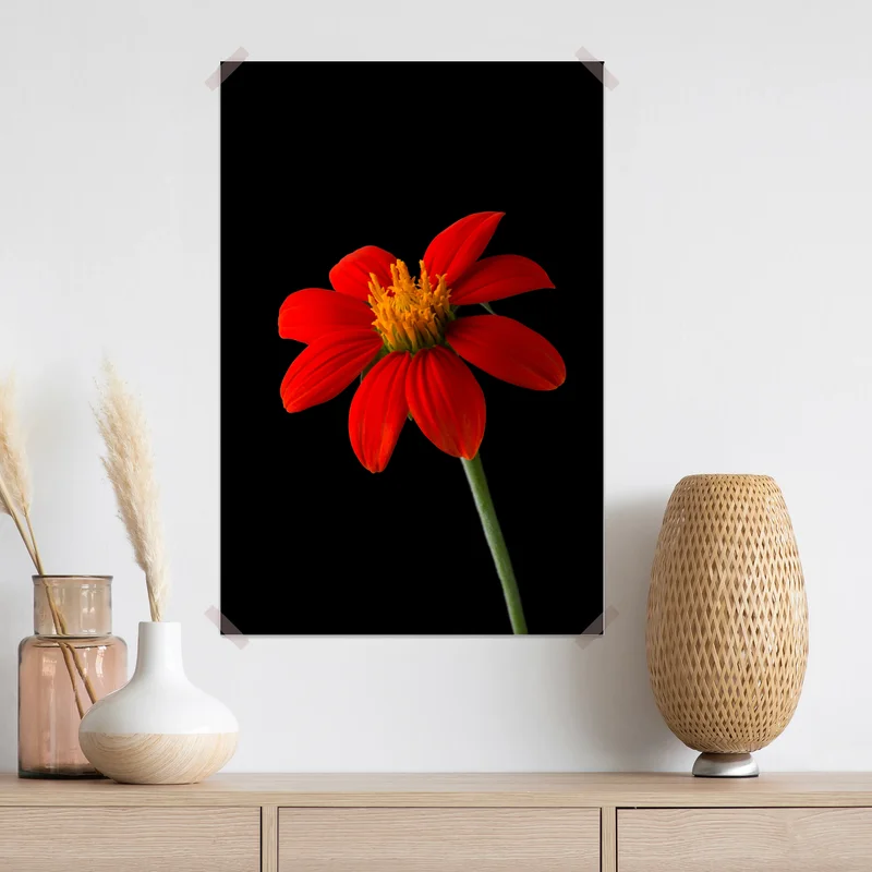 Poster leuchtende mexikanische sonnenblume auf schwarzem hintergrund Poster leuchtende mexikanische sonnenblume auf schwarzem hintergrund