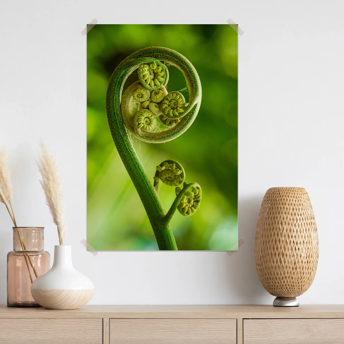 Poster grüne farnknospe makroaufnahme Poster grüne farnknospe makroaufnahme