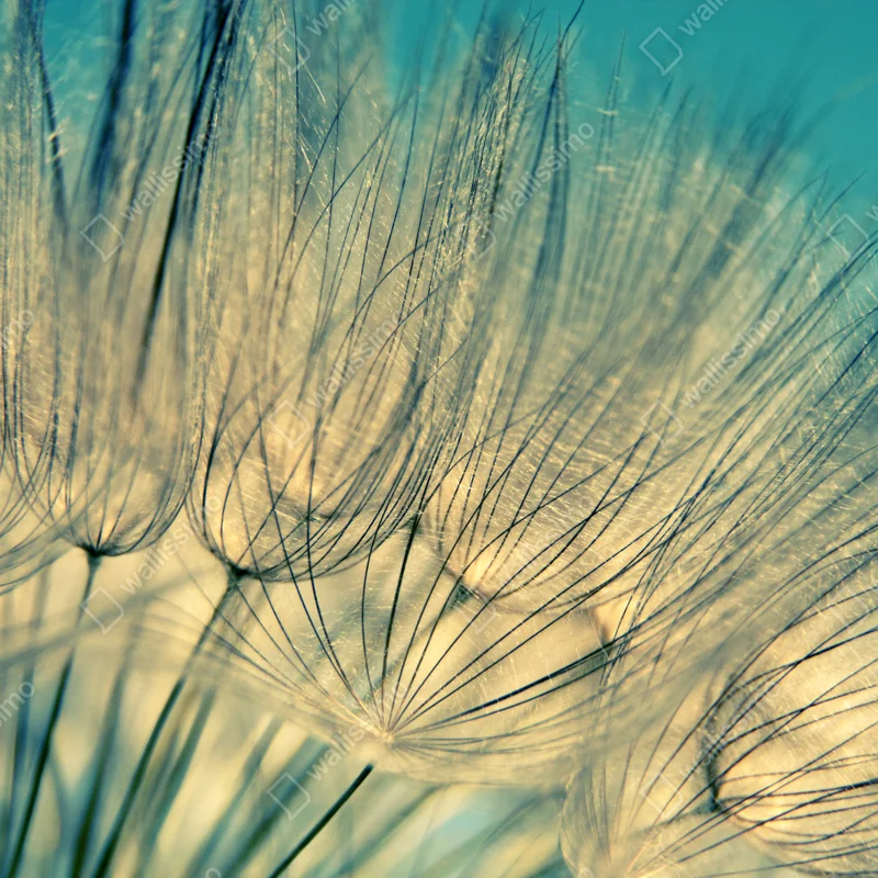 Fototapeta delikatne zbliżenie mlecza w miękkim niebieskim Fototapeta delikatne zbliżenie mlecza w miękkim niebieskim