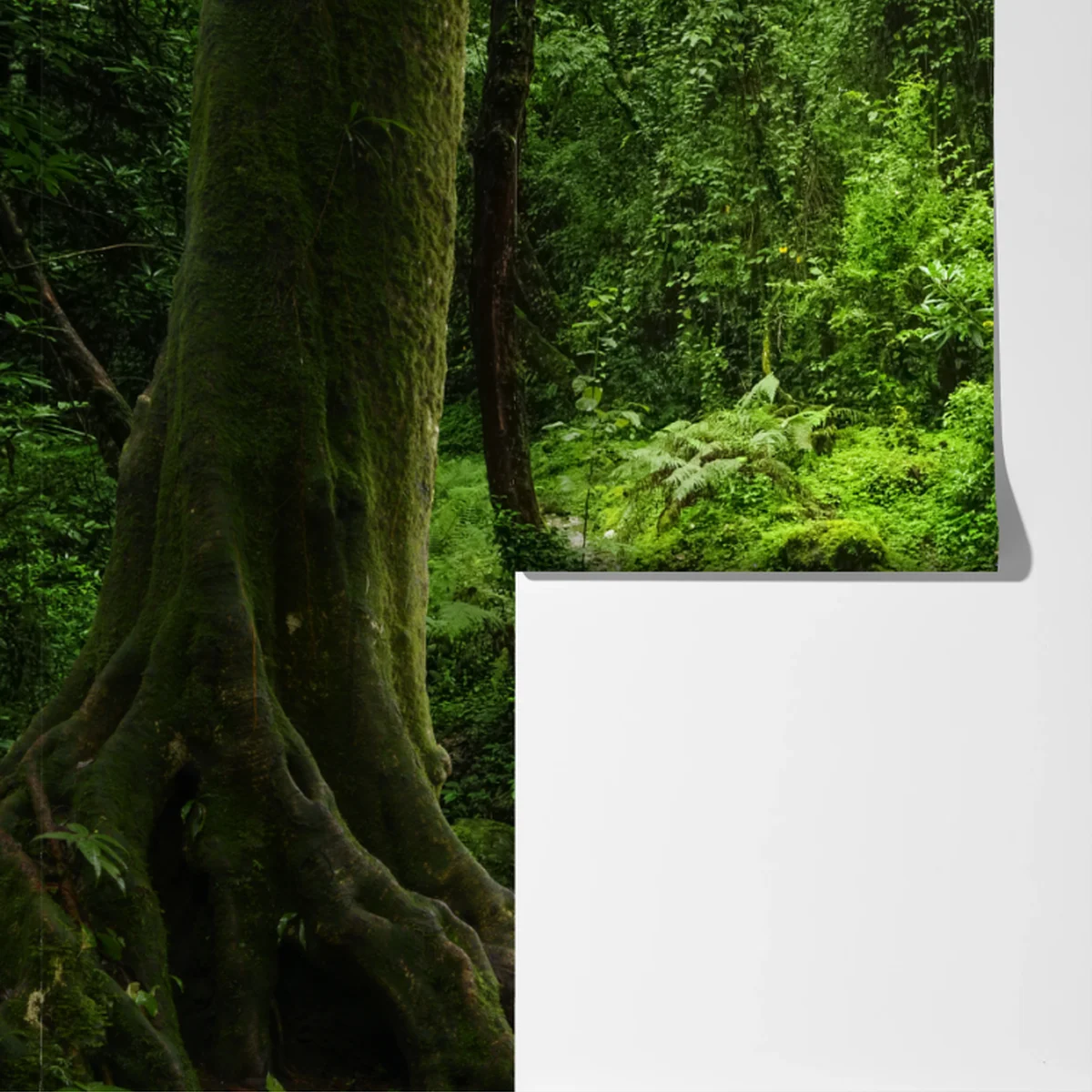 Fototapete üppiger grüner waldwasserfall Fototapete üppiger grüner waldwasserfall