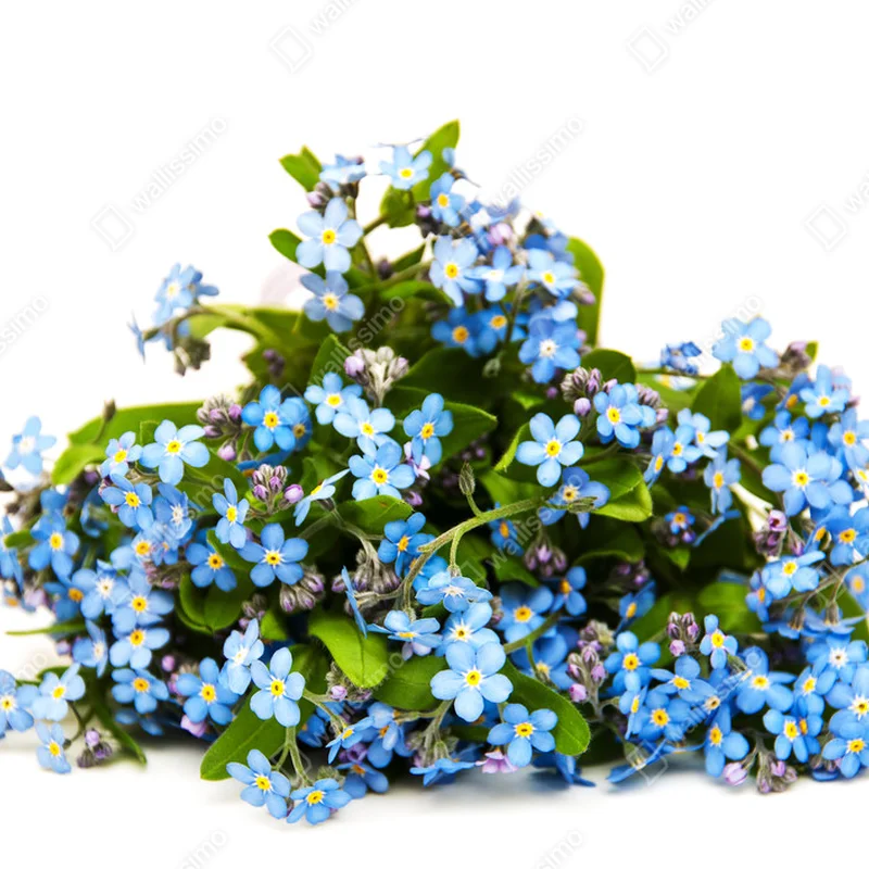 Leinwandbild vergiss mich nots blumen • Leinwandbilder bei Wallnifity® Leinwandbild vergiss mich nots blumen • Leinwandbilder bei Wallnifity®