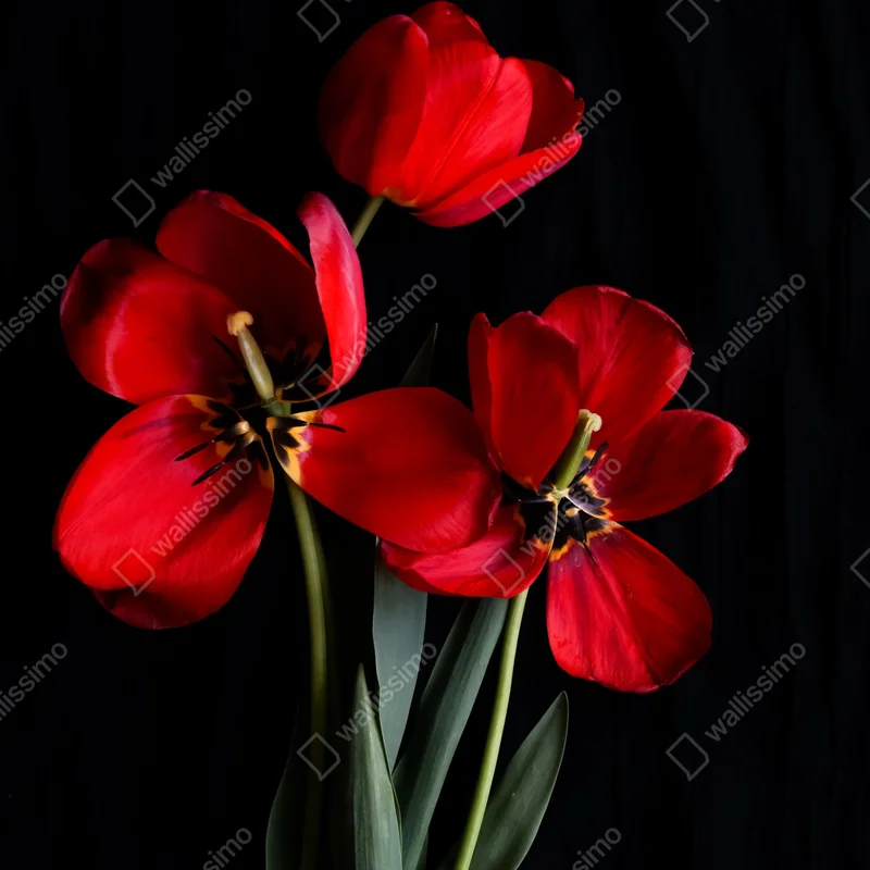 Türaufkleber drei rote tulpen vor schwarzem hintergrund Türaufkleber drei rote tulpen vor schwarzem hintergrund