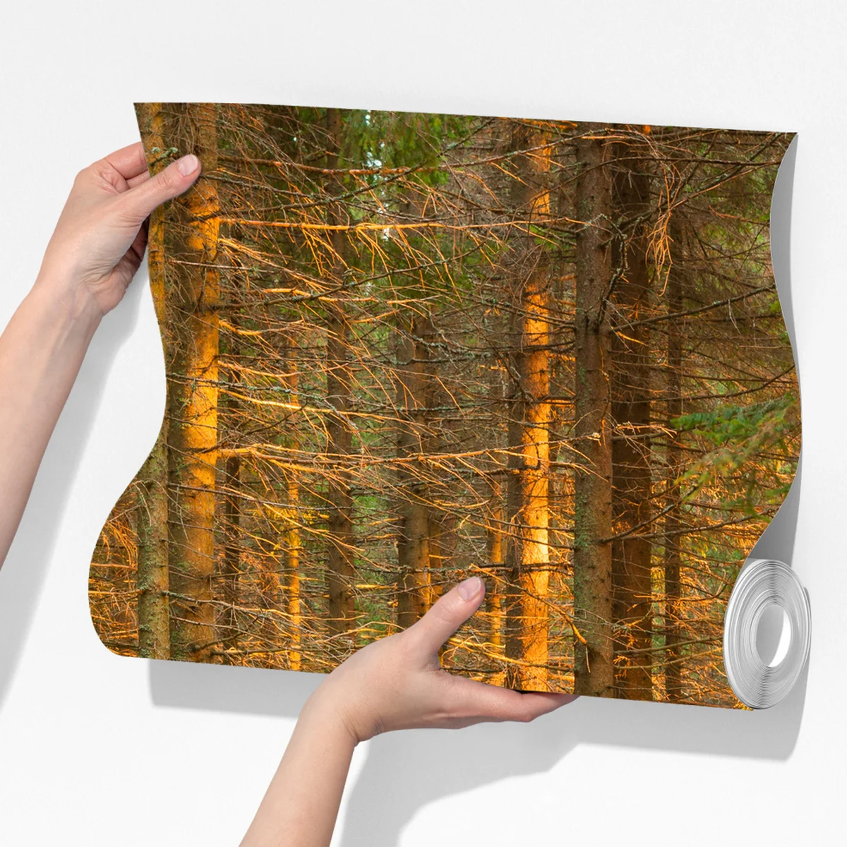 Fototapeta złote światło lesie sosnowym porośniętym mchem Fototapeta złote światło lesie sosnowym porośniętym mchem