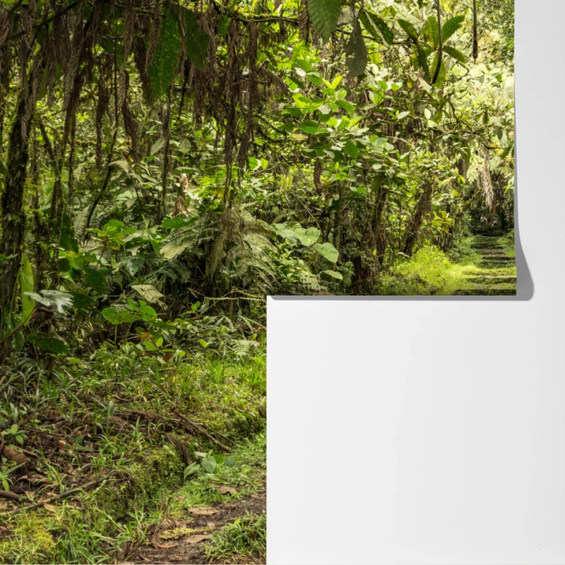 Fototapete pfad durch üppigen dschungel Fototapete pfad durch üppigen dschungel