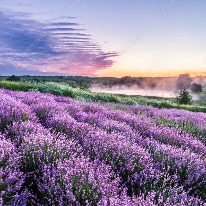 Poster lavendelfeld im dämmerlicht • Poster bei Wallnifity® Poster lavendelfeld im dämmerlicht • Poster bei Wallnifity®
