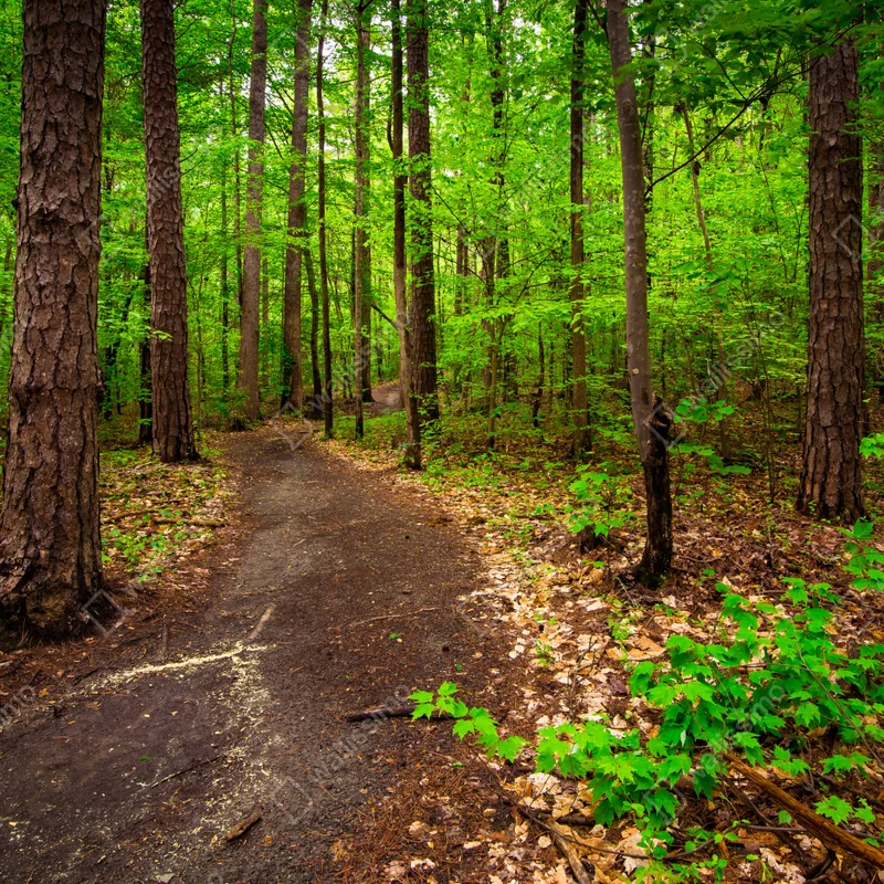 Fototapete ruhiger grüner waldpfad Fototapete ruhiger grüner waldpfad