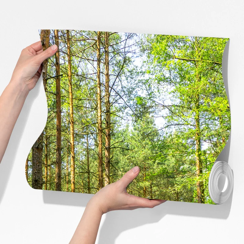 Fototapeta słoneczna leśna ścieżka wśród sosen Fototapeta słoneczna leśna ścieżka wśród sosen