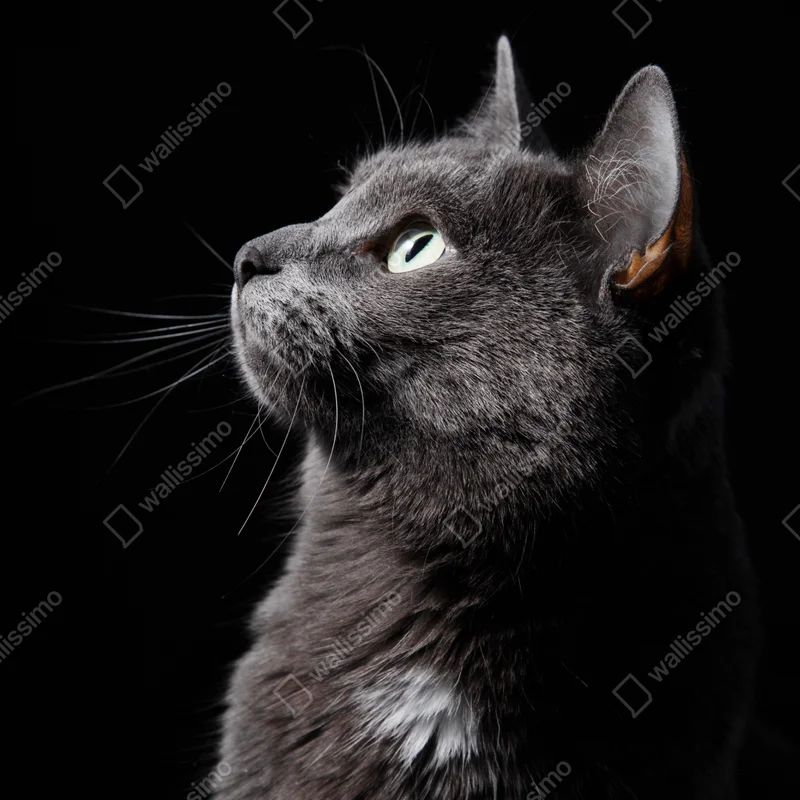 Poster elegantes porträt einer grauen katze Poster elegantes porträt einer grauen katze