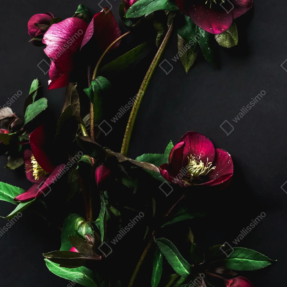 Repositionierbarer Aufkleber moodige violette blumenstilleben • Repositionierbare Aufkleber bei Wallnifity® Repositionierbarer Aufkleber moodige violette blumenstilleben • Repositionierbare Aufkleber bei Wallnifity®