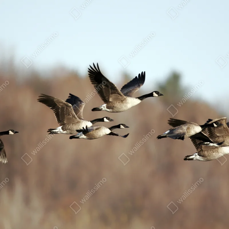 Fototapete gänse im flug über herbstliches feuchtgebiet Fototapete gänse im flug über herbstliches feuchtgebiet