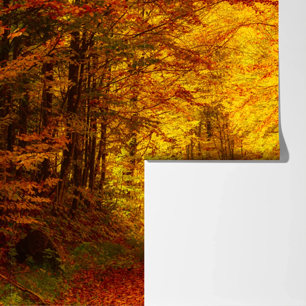 Fototapeta złota jesienna ścieżka w lesie Fototapeta złota jesienna ścieżka w lesie