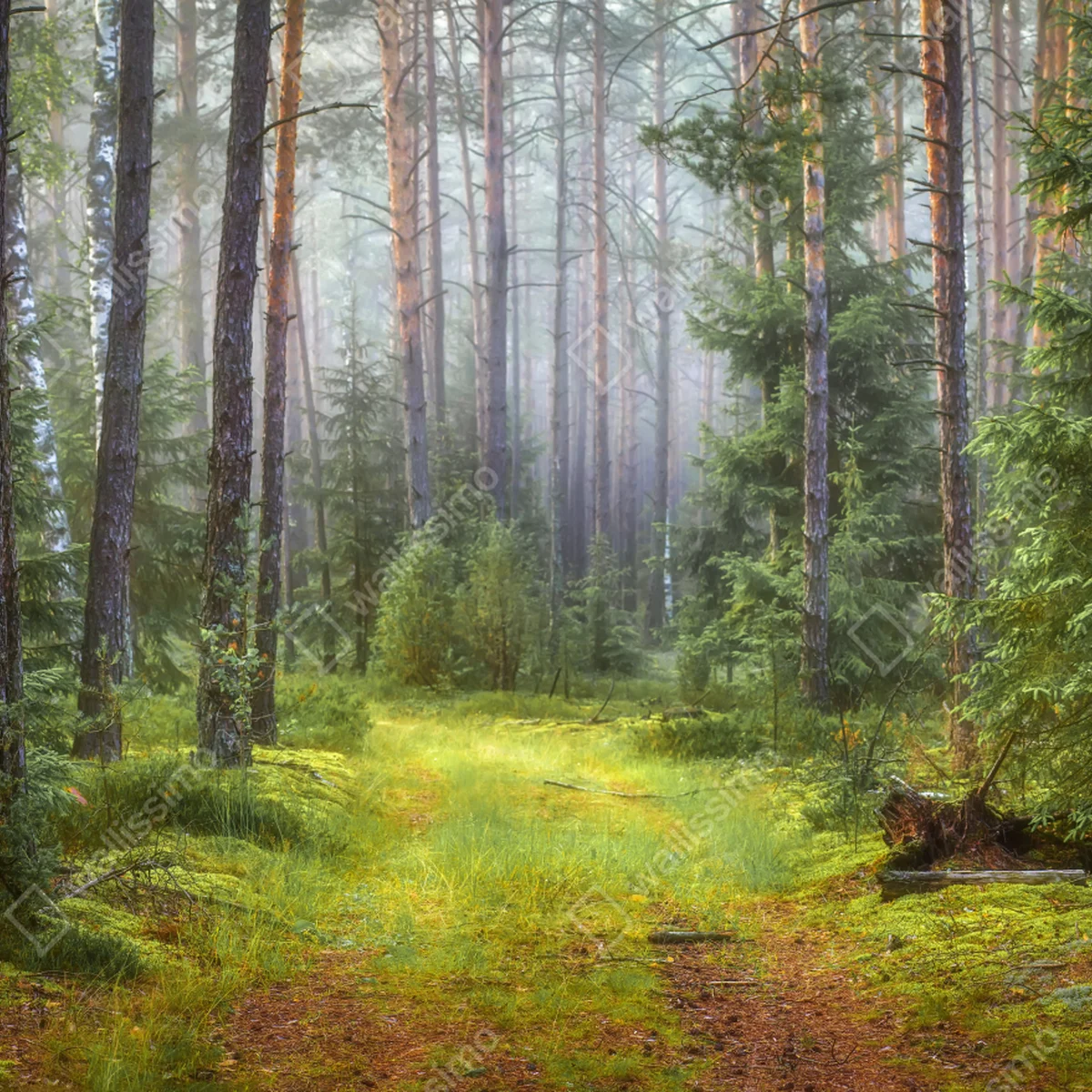 Repositionierbarer Aufkleber nebliger kiefernwald mit pfad Repositionierbarer Aufkleber nebliger kiefernwald mit pfad