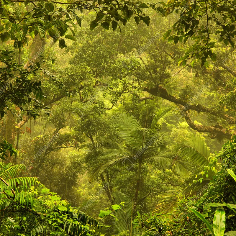 Repositionierbarer Aufkleber üppiges regenwalddach bei Cairns Repositionierbarer Aufkleber üppiges regenwalddach bei Cairns