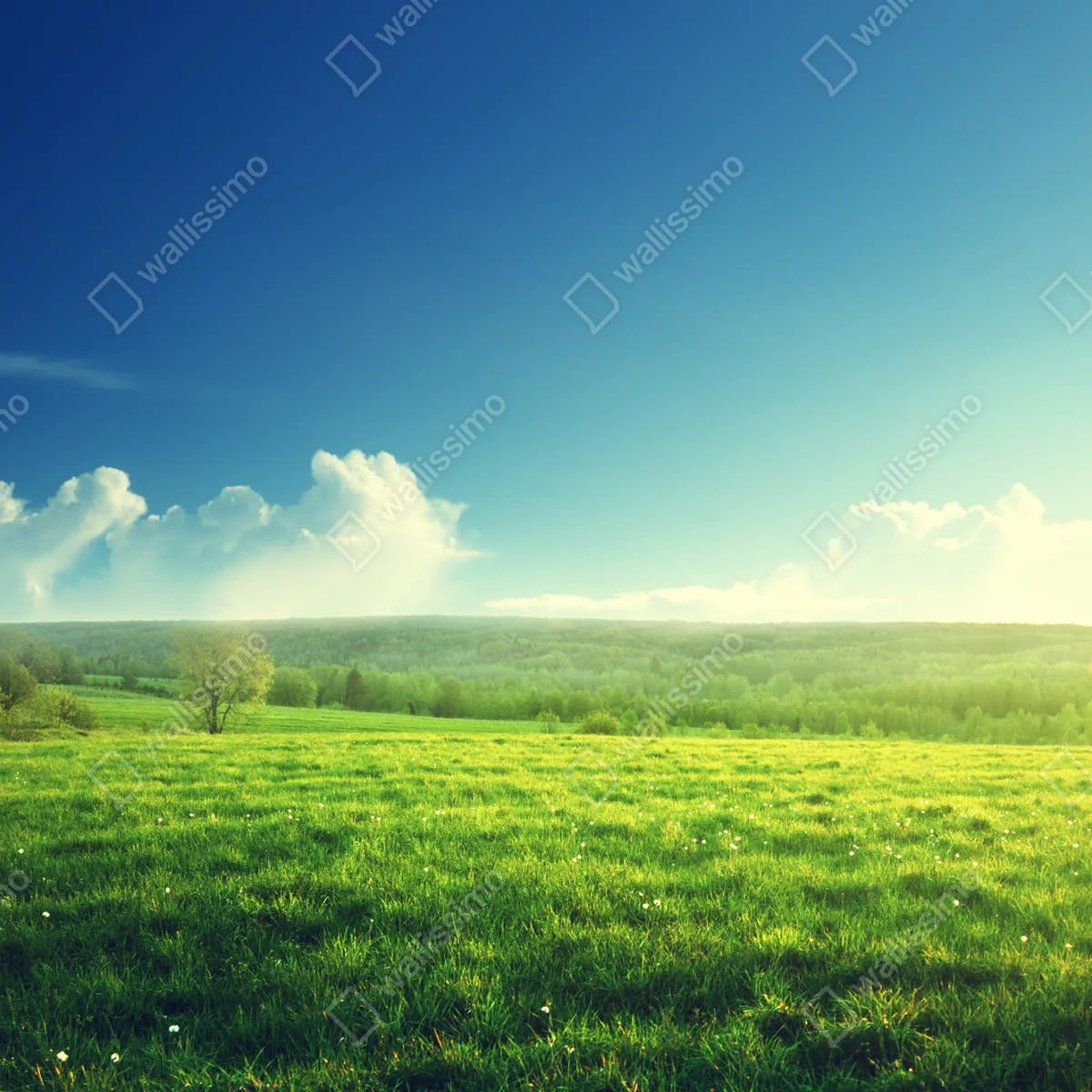 Leinwandbild sonnige frühlingswiese im abendlicht Leinwandbild sonnige frühlingswiese im abendlicht