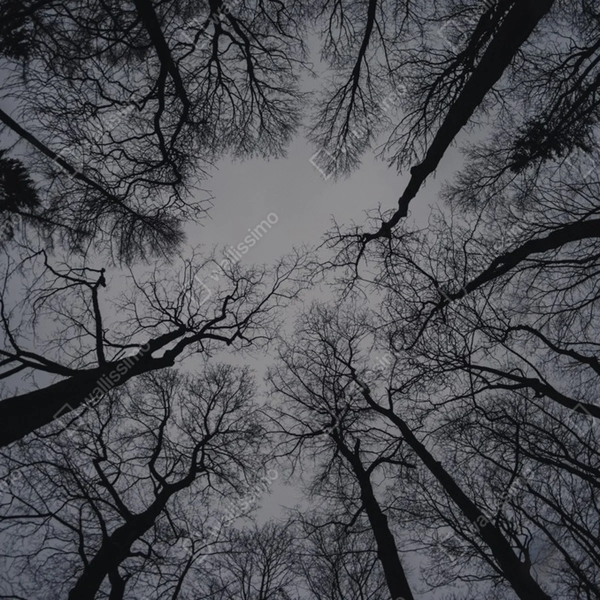 Poster winterliche Baumwipfel, die nach oben schauen • Poster bei Wallnifity® Poster winterliche Baumwipfel, die nach oben schauen • Poster bei Wallnifity®