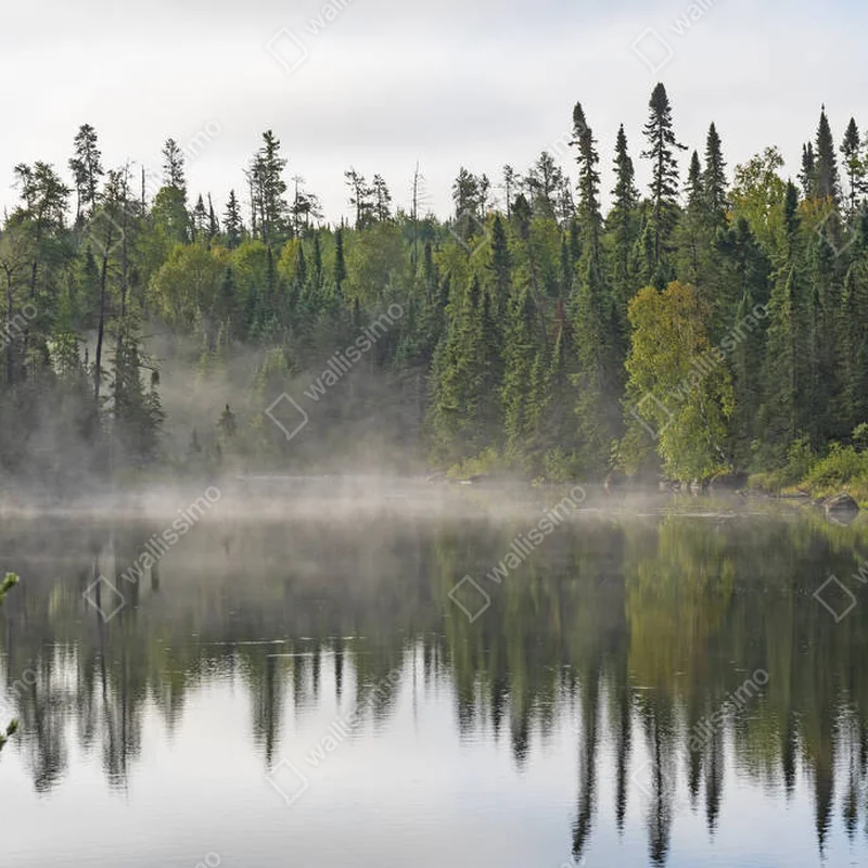 Poster Morgennebel im Nordwald • Poster bei Wallnifity® Poster Morgennebel im Nordwald • Poster bei Wallnifity®