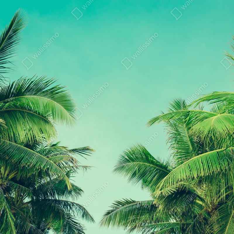 Fototapeta tropikalny baldachim palm pod turkusowym niebem Fototapeta tropikalny baldachim palm pod turkusowym niebem