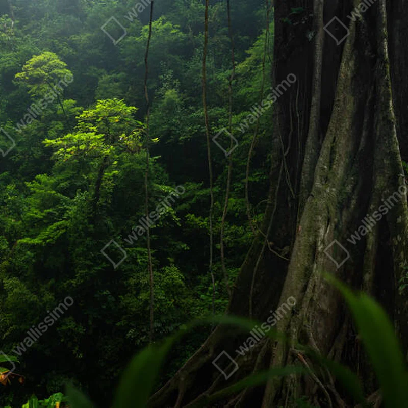 Poster Tropischer Regenwald in Costa Rica • Poster bei Wallnifity® Poster Tropischer Regenwald in Costa Rica • Poster bei Wallnifity®