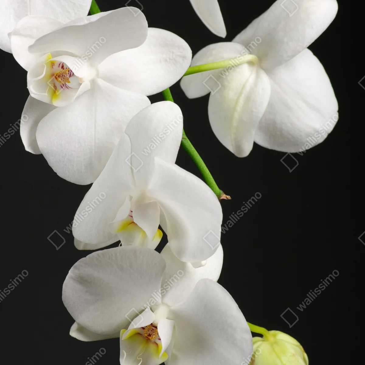 Repositionierbarer Aufkleber weißer orchideenzweig vor schwarzem hintergrund Repositionierbarer Aufkleber weißer orchideenzweig vor schwarzem hintergrund