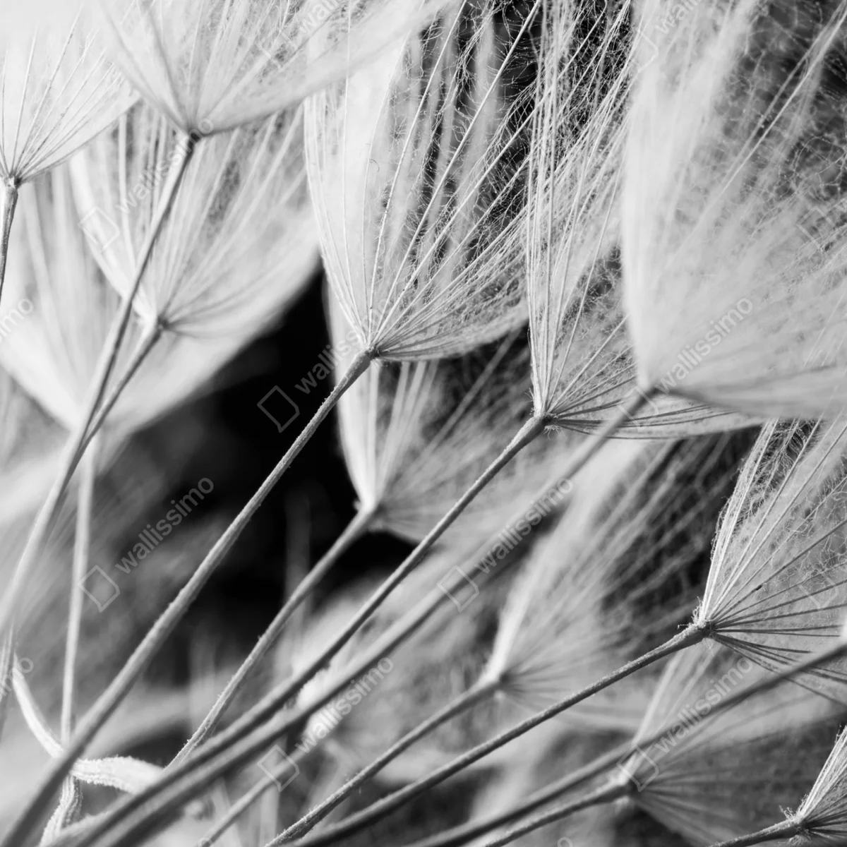 Leinwandbild zarte nahaufnahme von löwenzahnsamen in monochrom • Leinwandbilder bei Wallnifity® Leinwandbild zarte nahaufnahme von löwenzahnsamen in monochrom • Leinwandbilder bei Wallnifity®