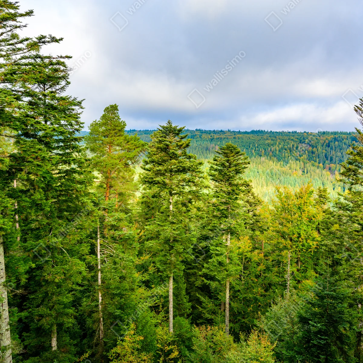 Naklejka na okno Czarny Las jesienna panorama drzew Naklejka na okno Czarny Las jesienna panorama drzew