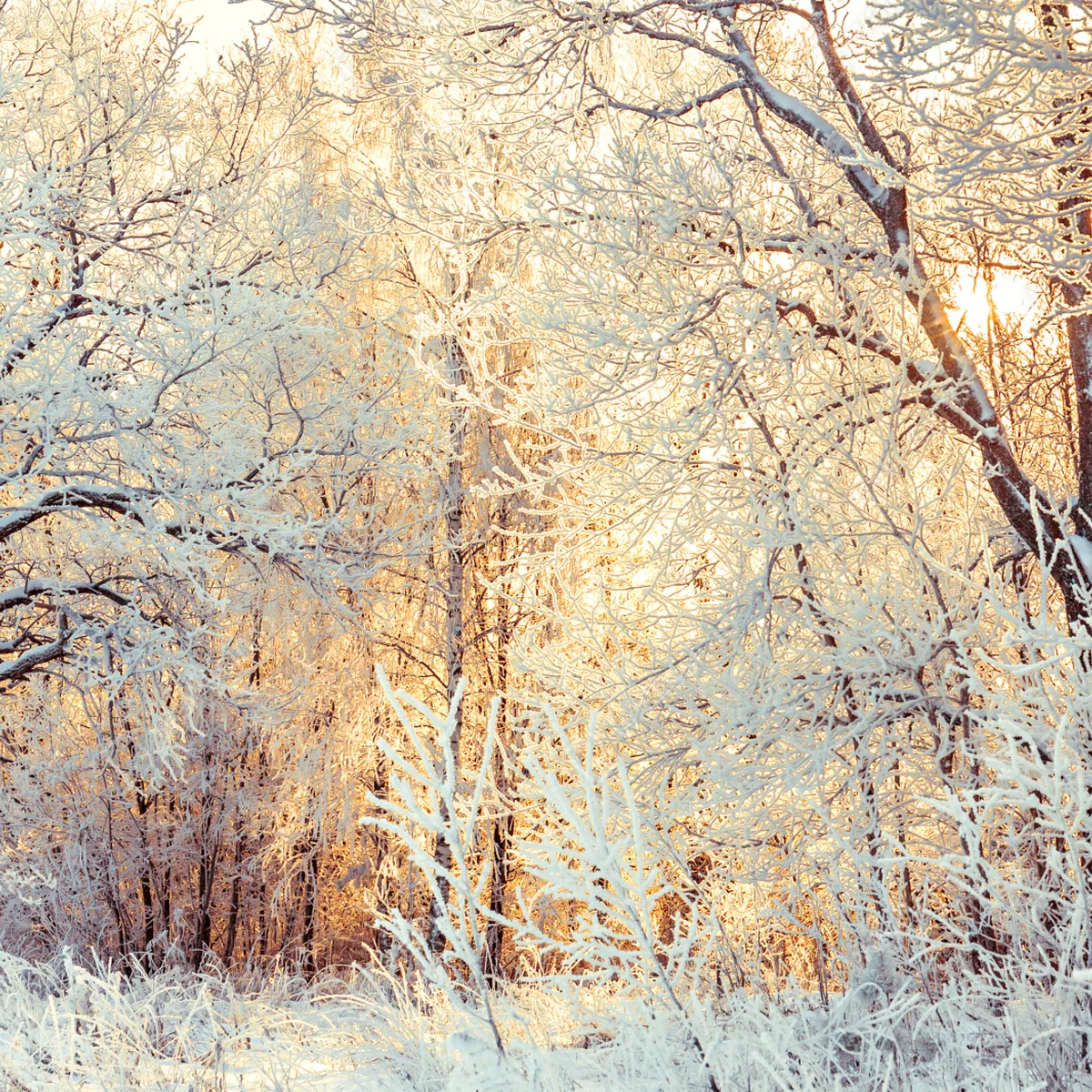 Fototapete wintersonne im verschneiten wald Fototapete wintersonne im verschneiten wald