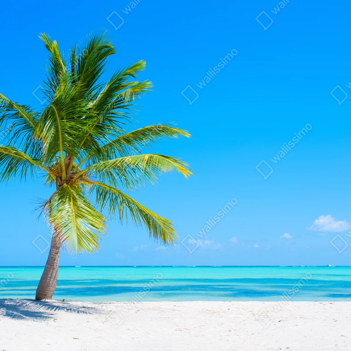 Fototapete tropische palme am weißen sandstrand Fototapete tropische palme am weißen sandstrand