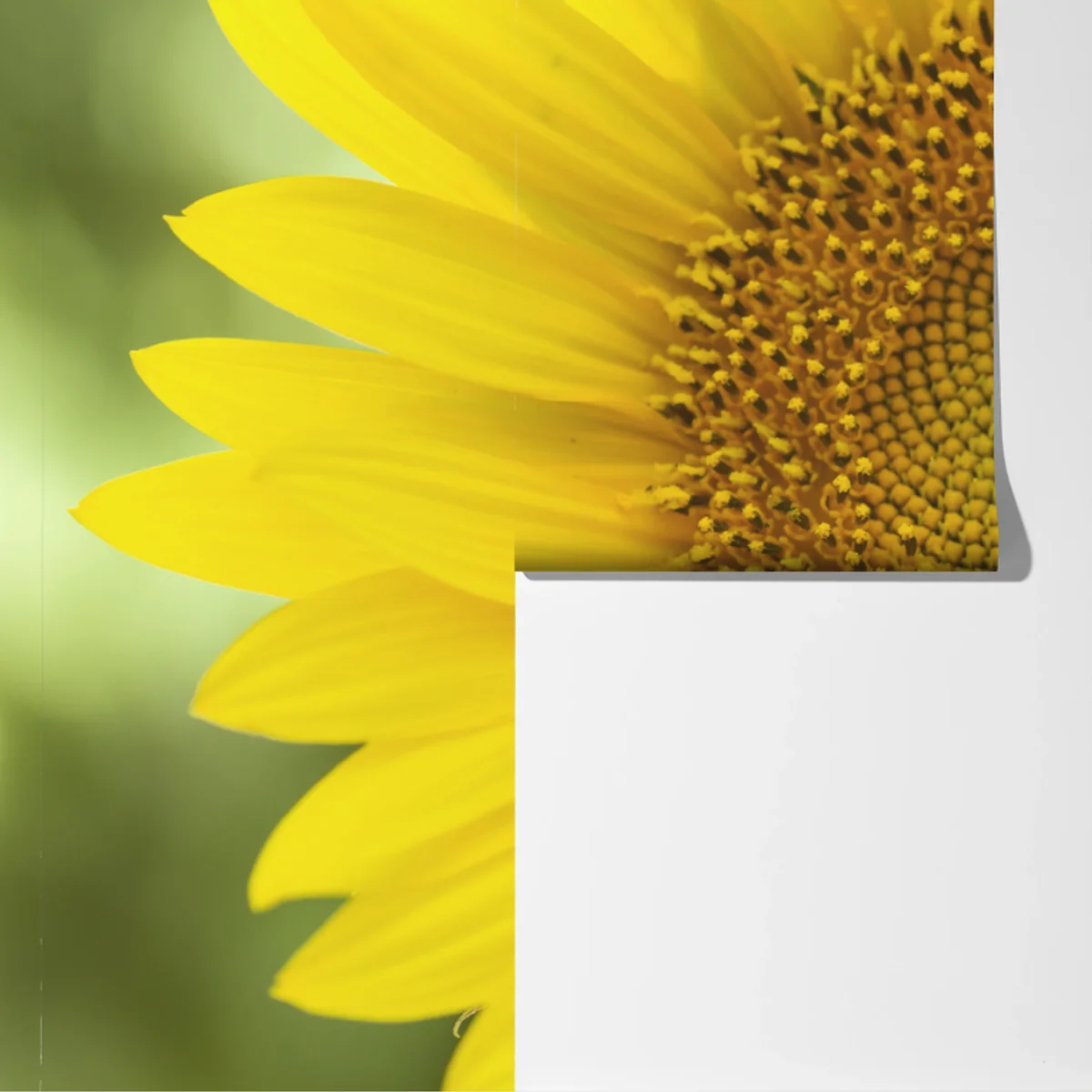 Fototapete leuchtende nahaufnahme sonnenblume Fototapete leuchtende nahaufnahme sonnenblume