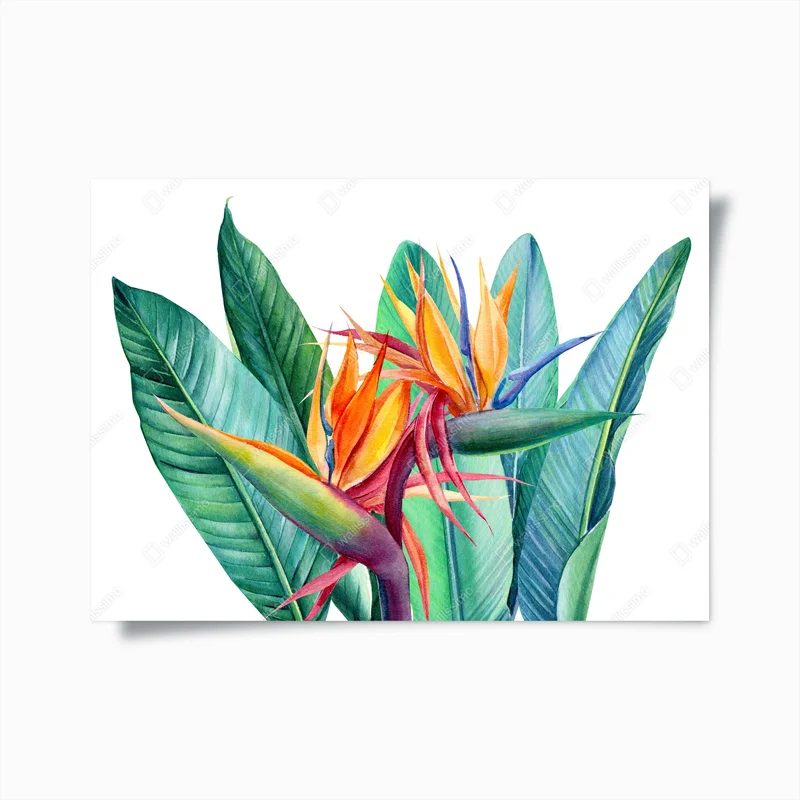 Poster leuchtende strelitzie in aquarell • Poster bei Wallnifity® Poster leuchtende strelitzie in aquarell • Poster bei Wallnifity®