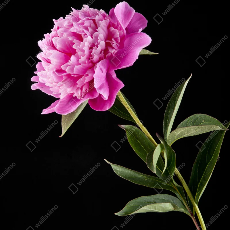 Poster rosa pfingstrose vor schwarzem hintergrund • Poster bei Wallnifity® Poster rosa pfingstrose vor schwarzem hintergrund • Poster bei Wallnifity®